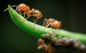 Check spelling or type a new query. Blog Why Fire Ants Are Difficult To Eliminate From Your West Palm Beach Property