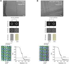 Maybe you would like to learn more about one of these? The Mechanism Of Motor Inhibition By Microtubule Associated Proteins Biorxiv