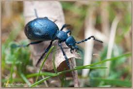 Olkafer Maiwurm Tiere Wildbienen Naturgarten