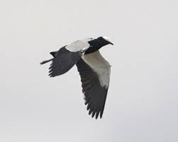 Demirci Kizkusu Veya Demirci Cilibit Vanellus Armatus