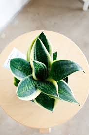 Image result for Sansevieria trifasciata