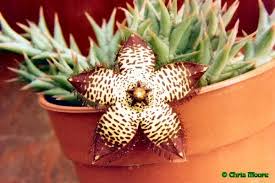 Image result for Orbea maculata