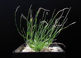 Image result for Ledebouria Unidentified sp. no6.