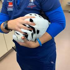 We are dedicated to providing the highest level of veterinary medicine along with friendly, compassionate service. All Pets Animal Hospital 24 Hour Emergency Care Katy Tx