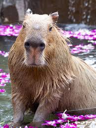 Animal, capybaras — is famous for being super chill and getting along with animals such as crocodiles, camels, birds and cats — and even humans. Capybaras 1080p 2k 4k 5k Hd Wallpapers Free Download Sort By Relevance Wallpaper Flare