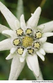 Edelweiss Edelweiss Flower Alpine Flowers Edelweiss