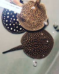 Beautiful Three Stingray Fish Choose Your Favorite Rays Video Stingray Fish Animals Animals Beautiful