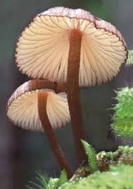 Parasol Fungi Stuffed Mushrooms Plant Fungus Fungi
