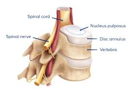 Start studying lower body bones. Anatomy Of The Spine Globus Medical