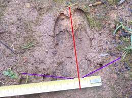 Se faire le verbe faire se conjugue avec l'auxiliaire avoir faire au féminin | faire à la. Sanglier Faire Le Pied Avec Plc