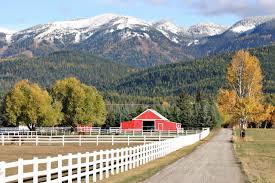 Image result for Struthiola montana