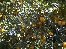This tree can endure cool weather, however, cannot survive below 20 degrees f. Meiwa Kumquat Tree Just Fruits And Exotics