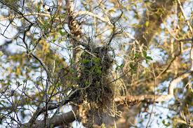 Image result for Microcoelia exilis