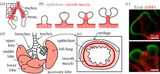 This is different from cardiac muscle tissue, which develops into an as you look at this diagram of a smooth muscle fiber, you'll notice the single nucleus in the center. Smooth Muscle A Stiff Sculptor Of Epithelial Shapes Philosophical Transactions Of The Royal Society B Biological Sciences
