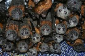 Bats Qld We Have Currently 76 Grey Headed Flying Foxes In Woodford From A Group In Nsw For Release Here A Picture We Couldn T Fit Al Baby Bats Cute Bat Bat