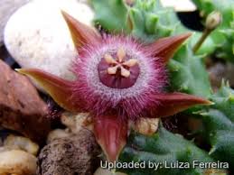 Image result for Duvalia