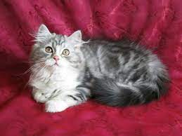 Just as genetics will determine whether you have a short haired or long haired cat, genetics determine the color pattern of the fur as well. Silver Tabby And White Highland Fold Straight Eared Cat Scottish Fold Tortoiseshell Tabby Scottish Fold