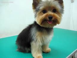 Maybe you would like to learn more about one of these? Yorkie Haircuts Pictures Coolest Yorkshire Terrier Haircuts