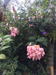 Image result for Mussaenda rivularis