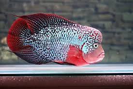 Flowerhorn Ikan Hiasan