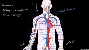 Blood vessel labeling (circulatory system) your heart never stops beating because it is pumping blood around your body day and night. Circulatory System And The Heart Video Khan Academy
