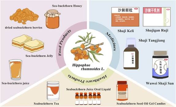 Sea buckthorn 