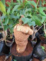 Image result for Corallocarpus epigaeus