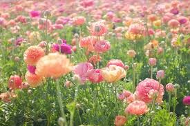 Spring Flower Field Flickr Flower Field Pastel Flowers Flower Lights
