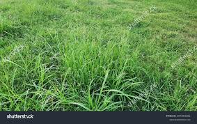 Image result for Panicum coloratum