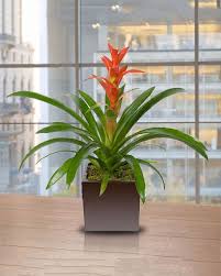 🧡 los angeles, ca 90064. Bromeliad Plant Florist Flowers Delivered Allen S Flower Market