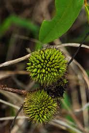 Image result for Dalbergia nitidula