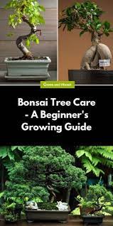 Bonsai Tree Care A Beginner S Growing Guide Trees Com Bonsai Tree Care Bonsai Tree Bonsai Tree Types