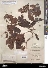 Image result for Rhoicissus revoilii