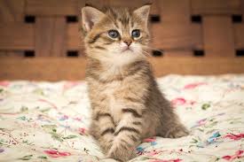 Cats live an average of 13 to 17 years and sometimes longer. Popular Cat Names For Female Cats Starting With The Letter S Latin Sunray