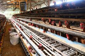 Check spelling or type a new query. Pakan Mahal Peternak Ayam Petelur Di Malang Terancam Rugi