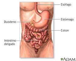 Heces Flotantes