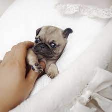 Teacup Pug Celebpuppies Com Teacup Animals Baby Pugs Teacup Puppies