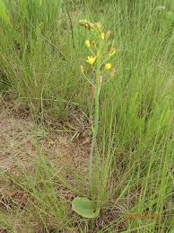 Image result for Eriospermum mackenii