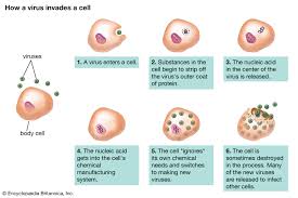 Check spelling or type a new query. Virus The Cycle Of Infection Britannica