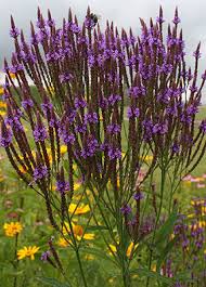 Image result for foto verbena