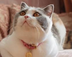 cat wearing a collar with an ID tagの画像