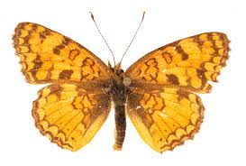 Image result for Basananthe pedata