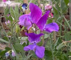 The sweet pea, lathyrus odoratus, is a flowering plant in the genus lathyrus in the family fabaceae (legumes), native to sicily, southern italy and the aegean islands. Sweet Pea Wikipedia