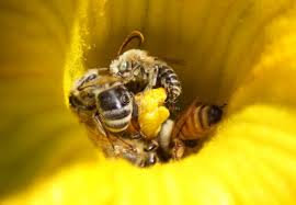 Check spelling or type a new query. Green Eyed Bee Teddy Bear Bee Golden Hair Mortar Bee 396