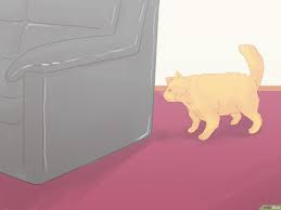 Vermeiden Dass Deine Katze Auf Den Teppich Uriniert Wikihow