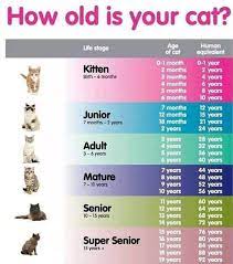 Cat Age Chart Cat Age Chart Cat Years Cat Ages