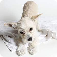 Ivy Chihuahua Miniature Schnauzer Mix Schnauzer Mix Chihuahua Puppies