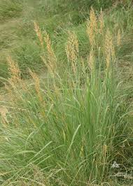 Image result for Sorghastrum