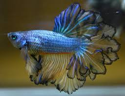 Giant betta from thailand and 2 nghi tam bettas. Beautiful Betta Blue Mustard Gas King Feather Tail Half Moon Hm Male Betta Fish Betta Fish Types Betta
