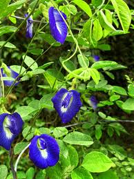 Maybe you would like to learn more about one of these? 5 Easy To Grow Tropical Vines With Dazzling Blue Flowers Dengarden